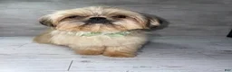Shih Tzu dogs for sale: Shih Tzu 1 - Ad 3