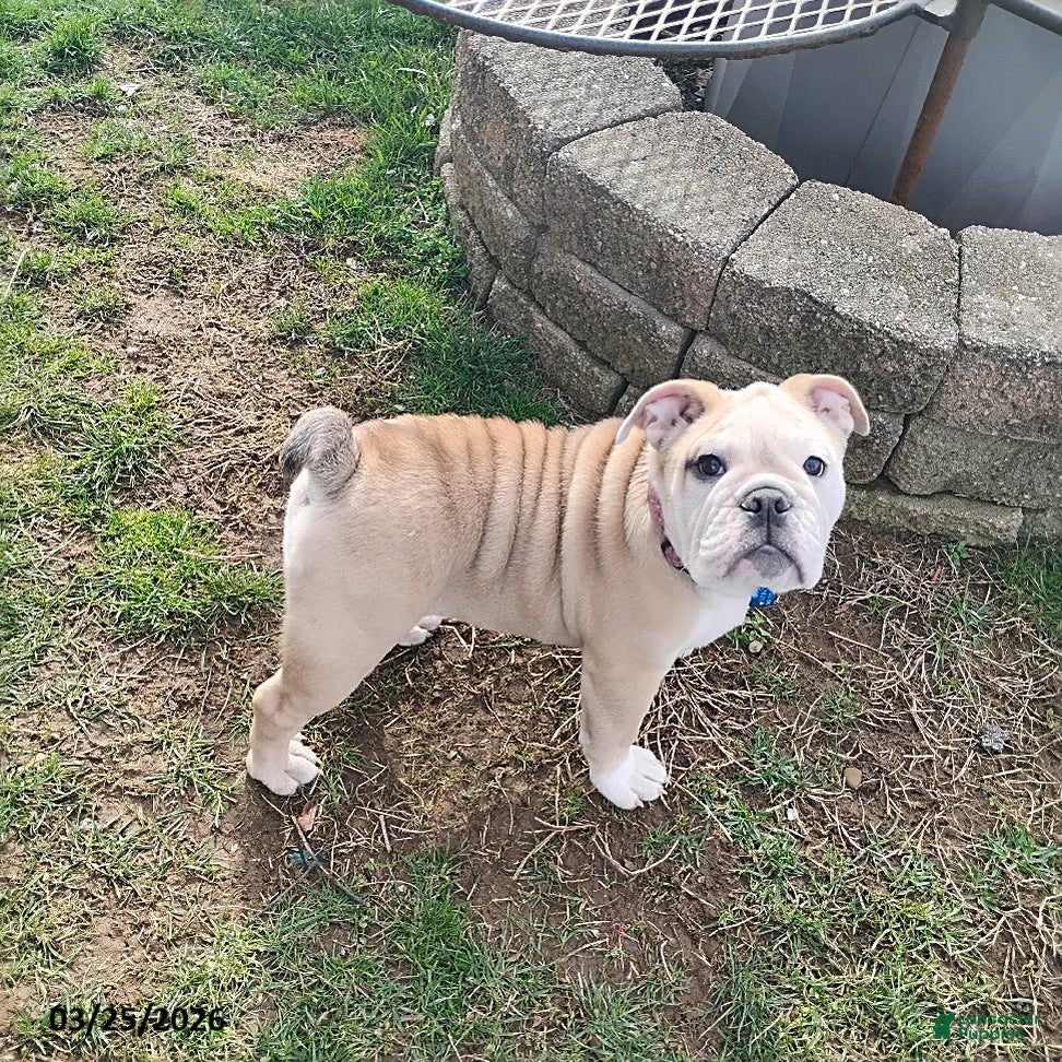 English Bulldog dogs Reba Mae - Ad 1