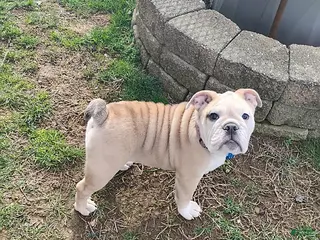 English Bulldog dogs for sale: Reba Mae - Ad 2