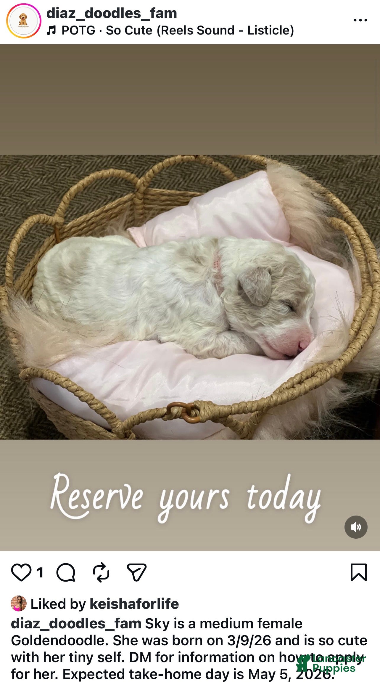 Goldendoodle dogs Sky female pink collar  - Ad 1