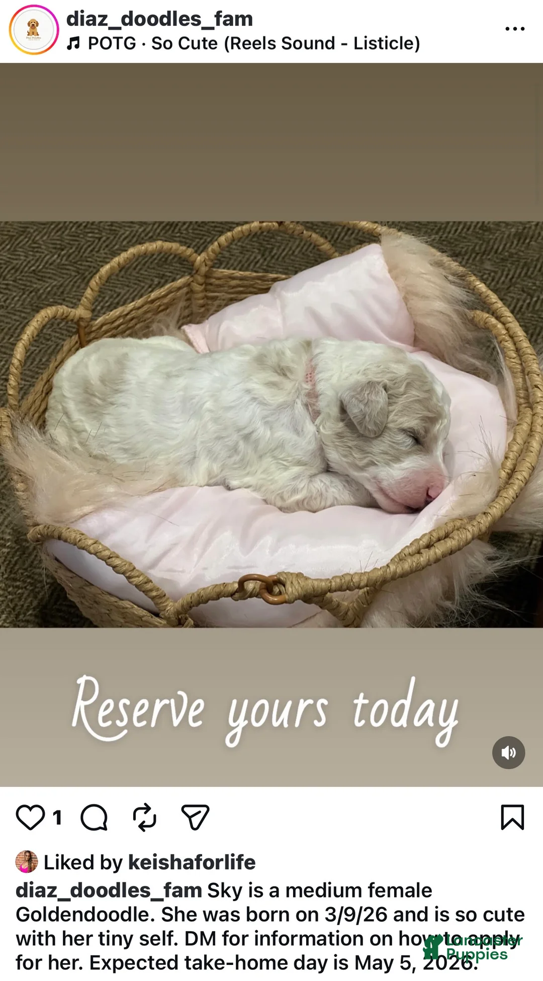 Goldendoodle dogs for sale: Sky female pink collar  - Ad 1