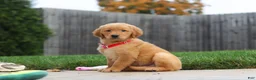 Golden Retriever dogs for sale: Maverick — Your New Golden Best Friend! 🐾 - Ad 6