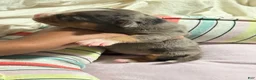 American Bully dogs for sale: American Bully 7 - Ad 2