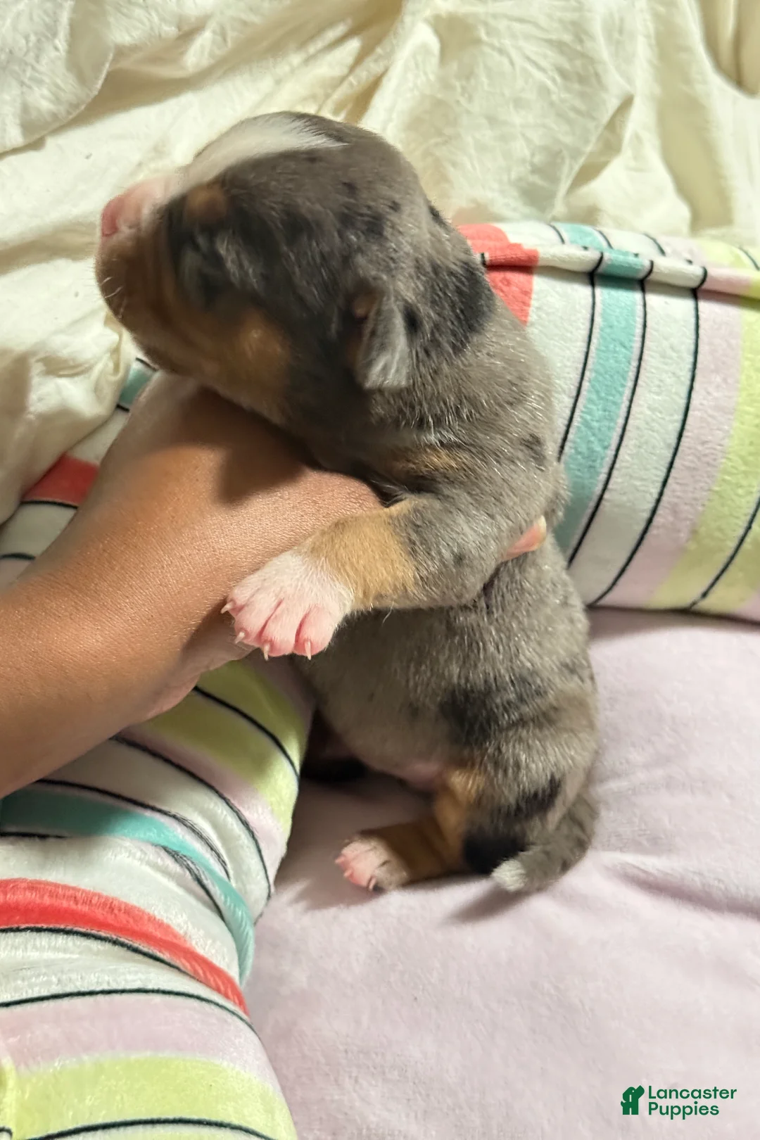 American Bully dogs for sale: American Bully 7 - Ad 2
