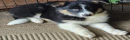 Border Collie dogs for sale: Penelope - Ad 3