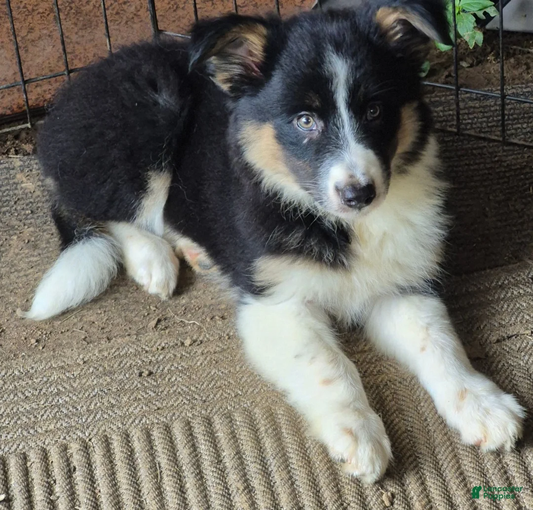 Border Collie dogs for sale: Penelope - Ad 3