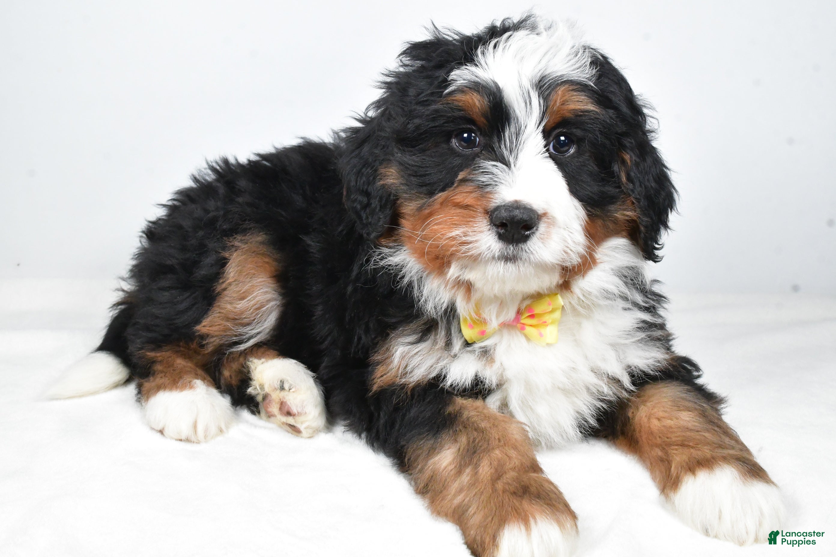 Mini Bernedoodle dogs Ashton - Ad 1