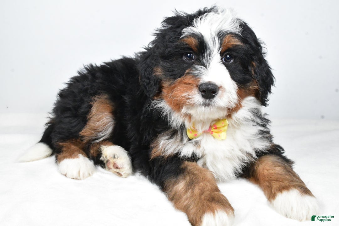 Mini Bernedoodle dogs for sale: Ashton - Ad 6