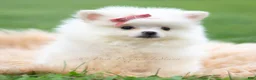 Pomeranian dogs for sale: Coco - Ad 3