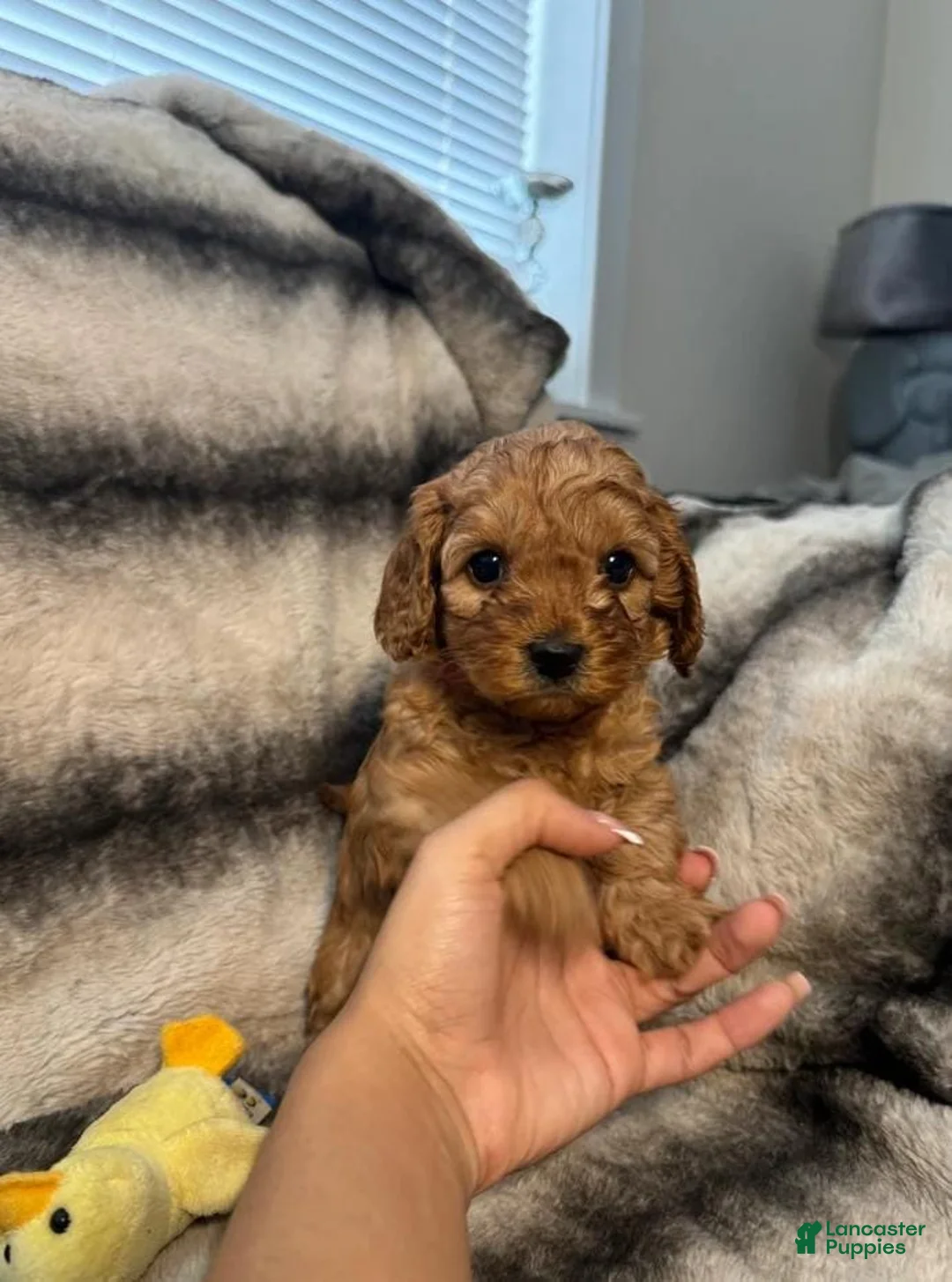 Cavapoo dogs for sale: Tommy - Ad 1