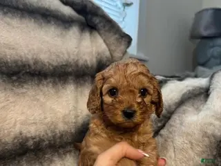 Cavapoo dogs Tommy - Ad 9