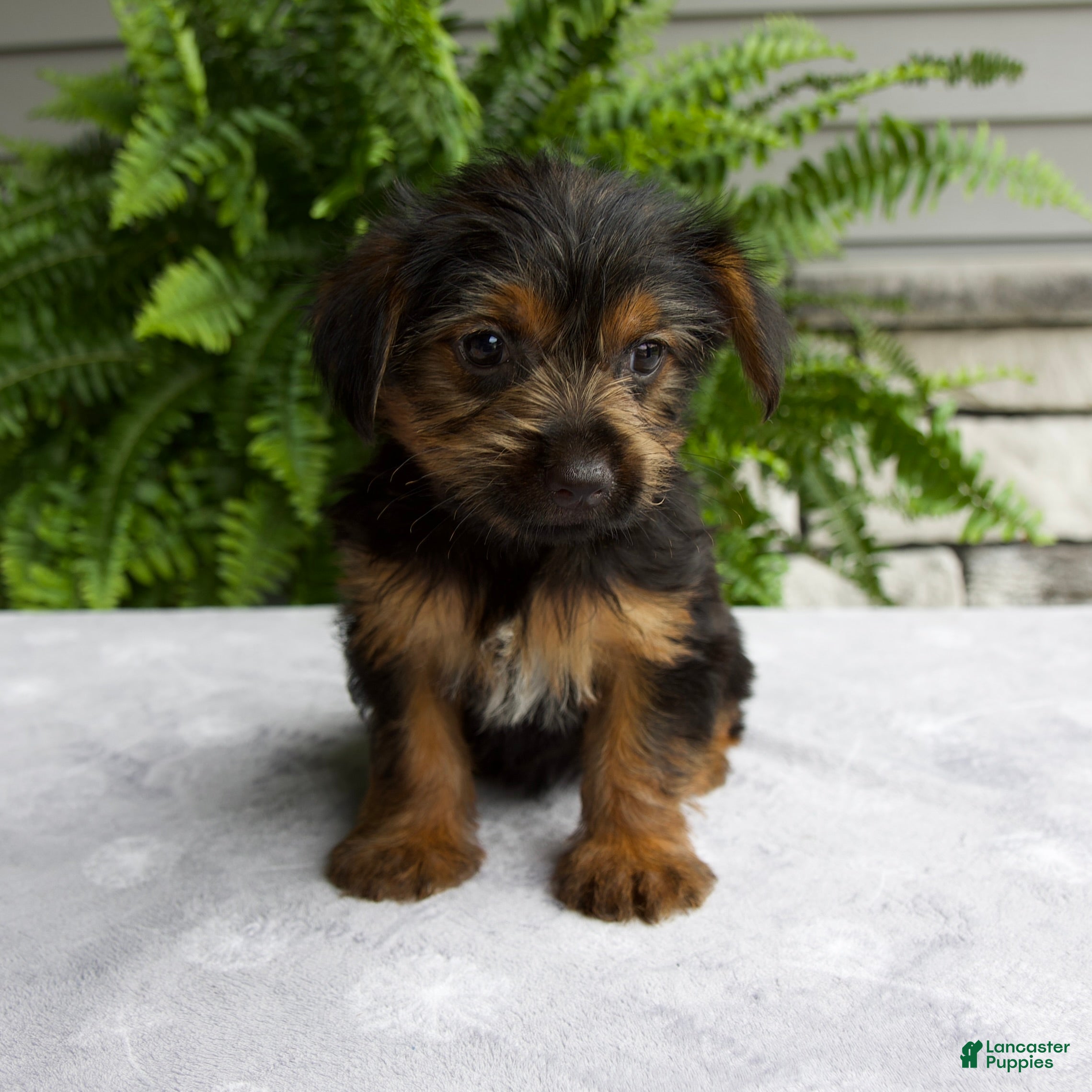 Yorkshire Terrier dogs Carla - Ad 2