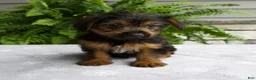 Yorkshire Terrier dogs for sale: Carla - Ad 2