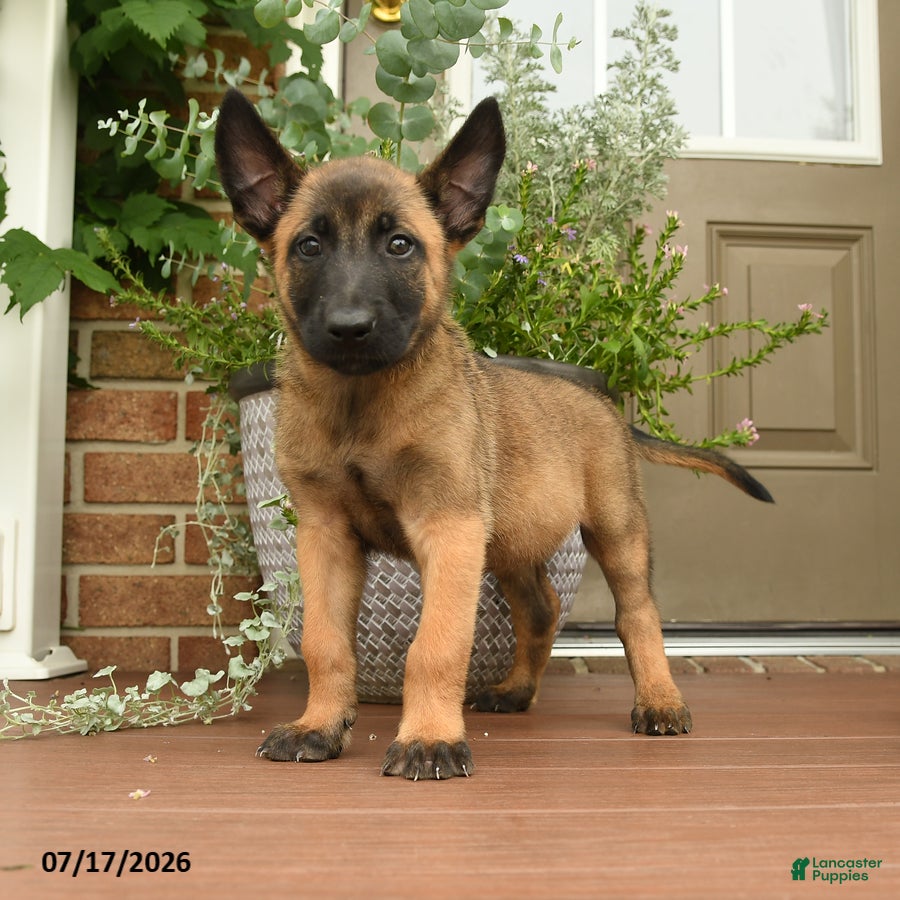 Belgian Malinois dogs Rowan - Ad 2
