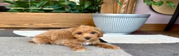 Mixed Breed dogs for sale: Mixed Breed 1 - Ad 3