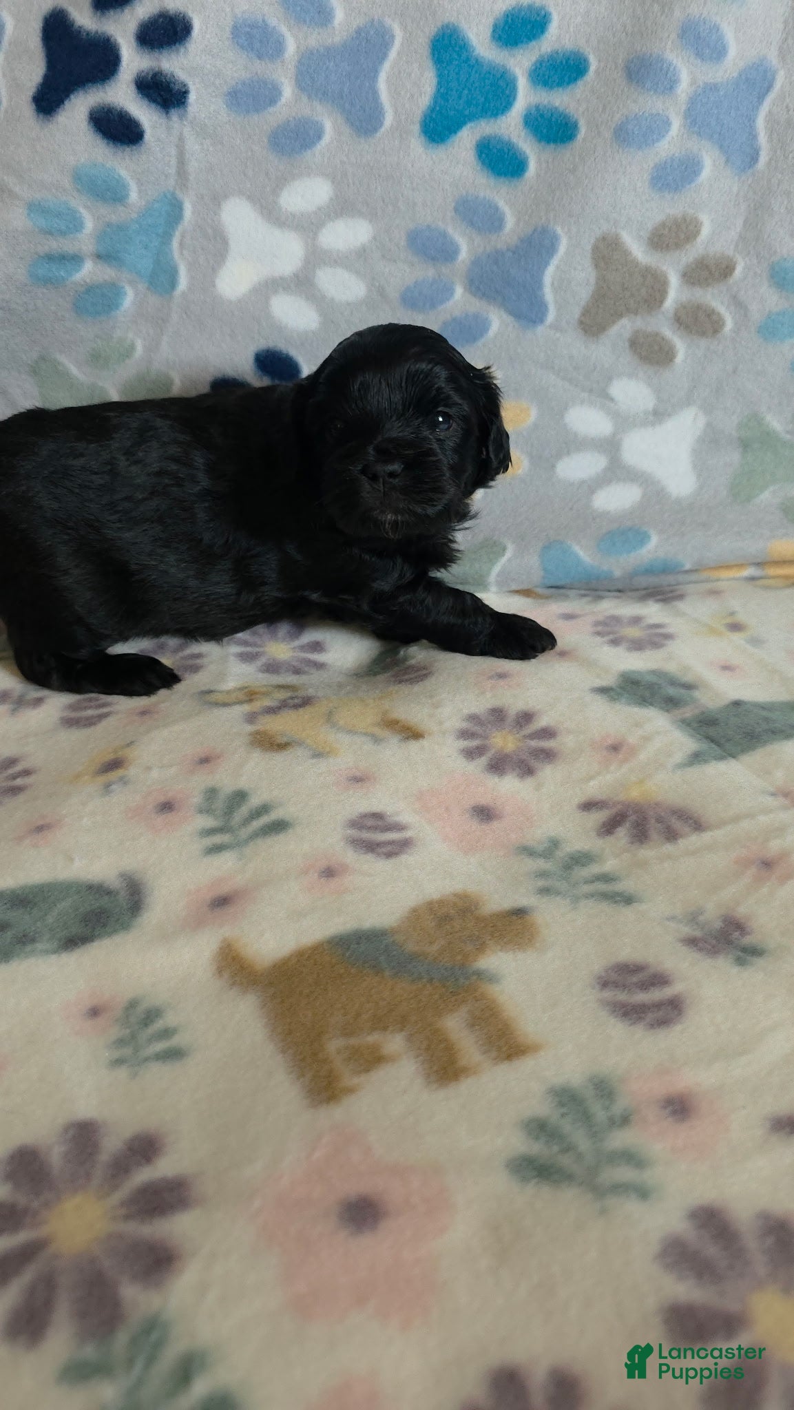Shihpoo dogs Shihpoo Puppy 2 - Ad 1