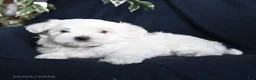 Maltese dogs for sale: Fiona - Ad 3