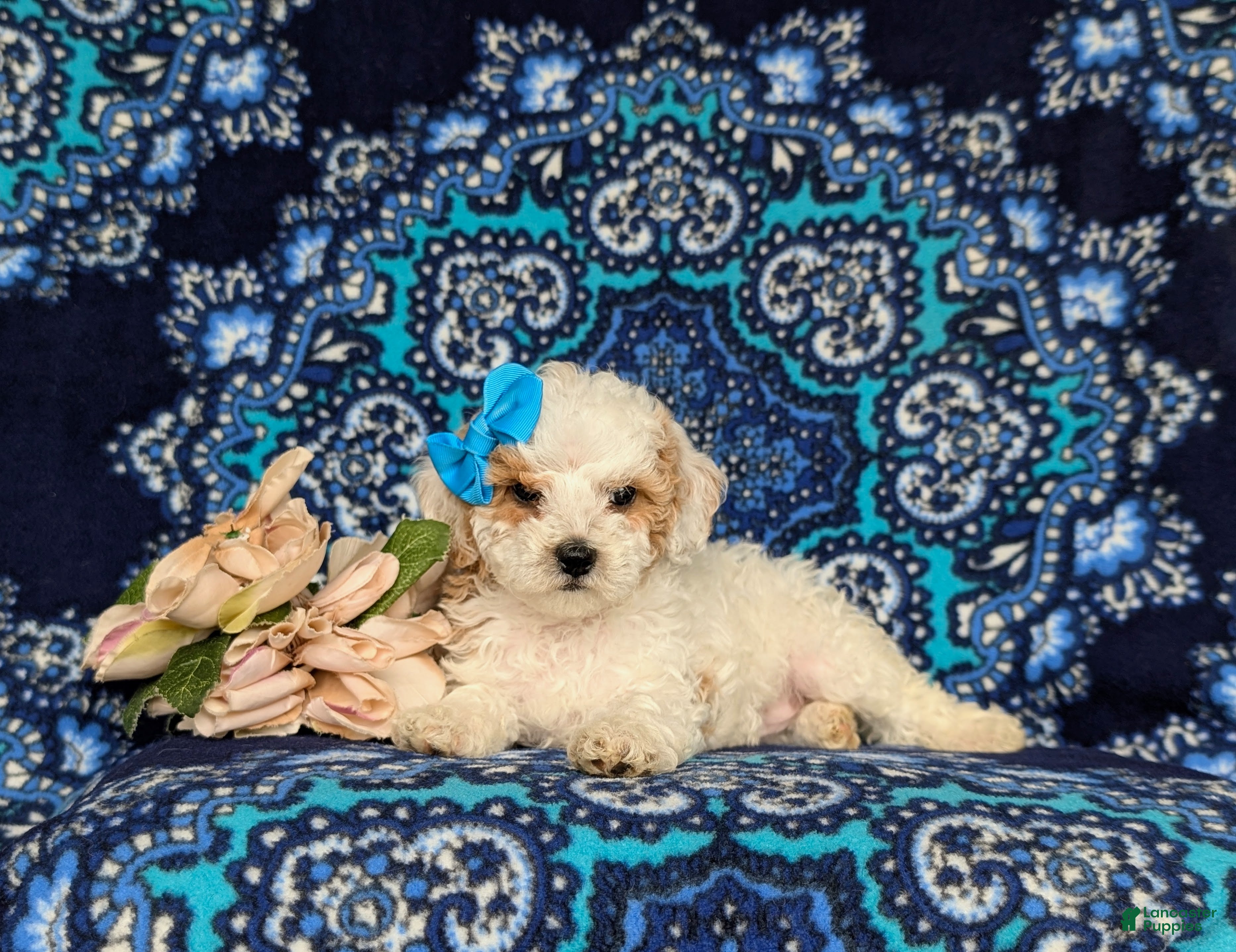 Miniature Poodle dogs for sale: Poloma - Ad 5
