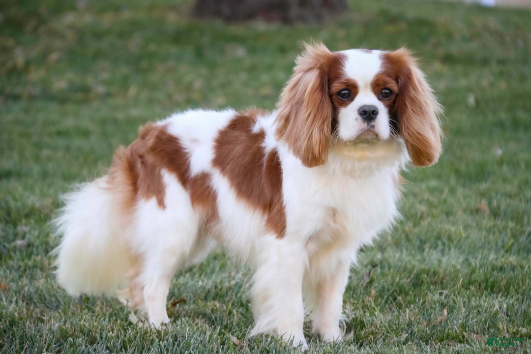 Cavalier King Charles Spaniel dogs for sale: Flora Jo - Ad 10