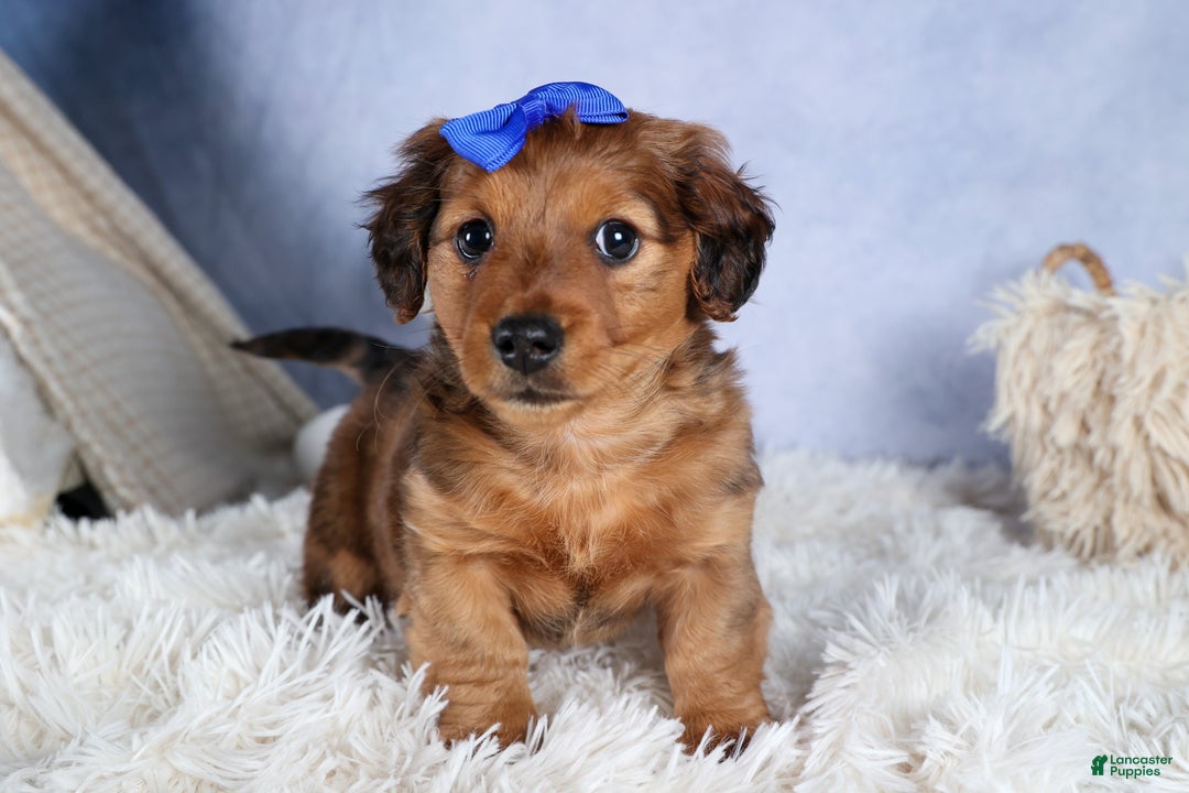 Miniature Dachshund dogs for sale: Jasper - Ad 23