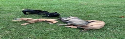 Cane Corso dogs for sale: Cane Corso 1 - Ad 36