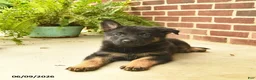 German Shepherd dogs for sale: Bennet - Ad 4