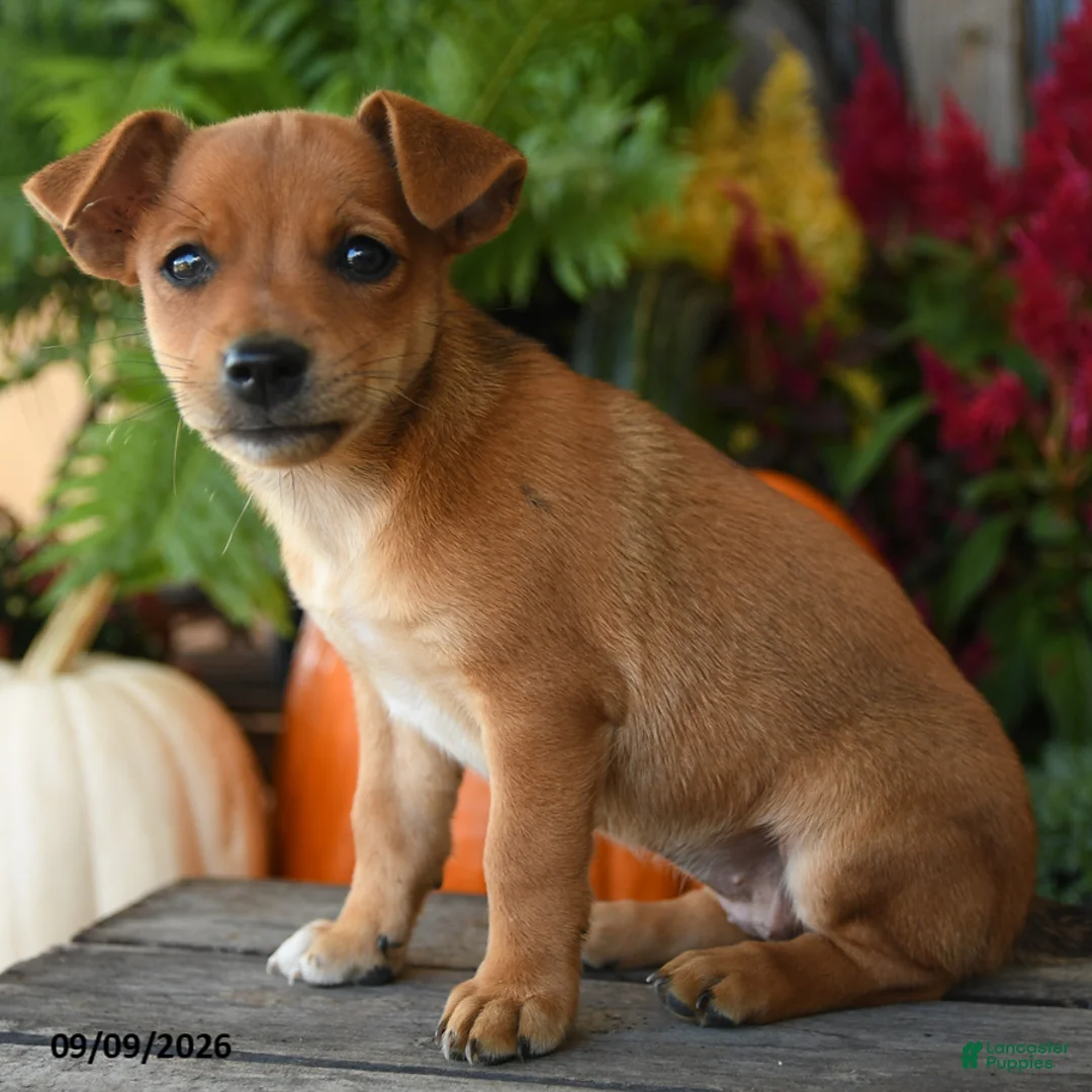 Mixed Breed dogs for sale: Pippin - Ad 3