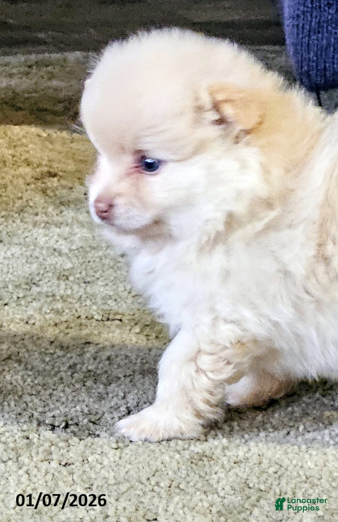 Pomeranian dogs for sale: Cameron - Ad 5
