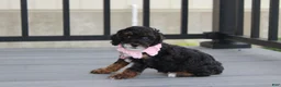 Miniature Poodle dogs for sale: Athena  - Ad 16