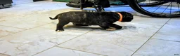 Presa Canario dogs for sale: Mr Orange  - Ad 3