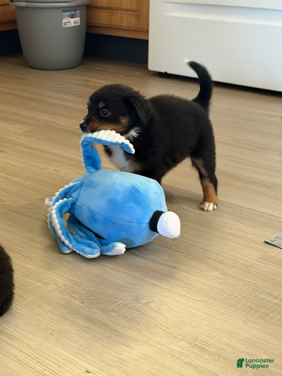 Australian Shepherd dogs for sale: Atlas  - Ad 2