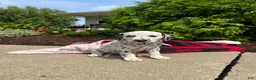 Dalmatian dogs for sale: Dollie  - Ad 5