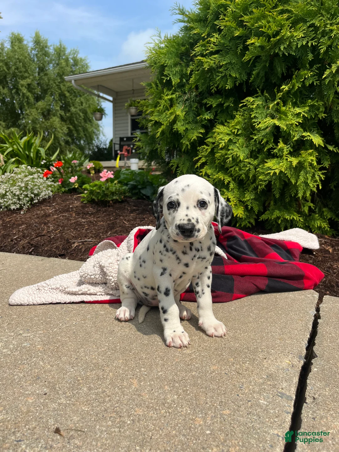Dalmatian dogs for sale: Dottie❤️AKC 🐾Text or Call today - Ad 5