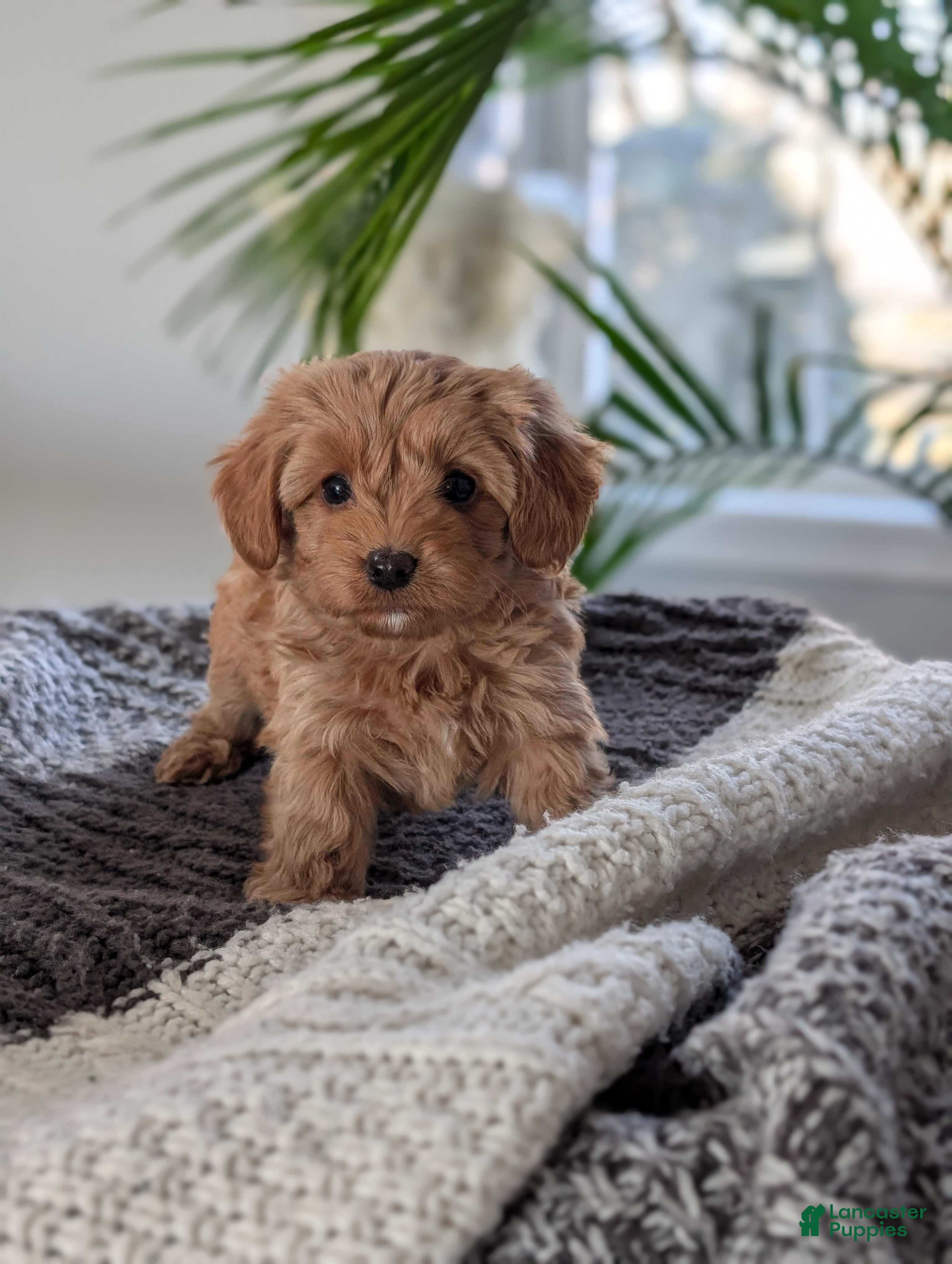 Yorkiepoo dogs Krissy - Ad 5