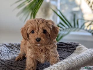 Yorkiepoo dogs for sale: Krissy - Ad 4