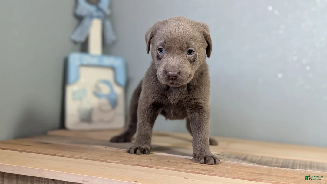 Labrador Retriever dogs for sale: Brady - Ad 8