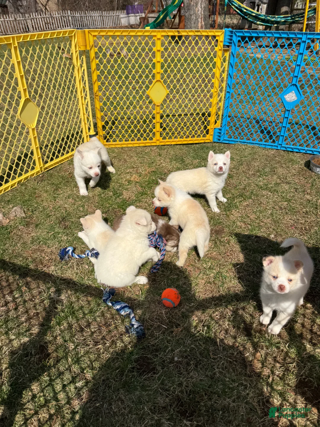 Pomsky dogs for sale: Pomsky Puppy 3 - Ad 1