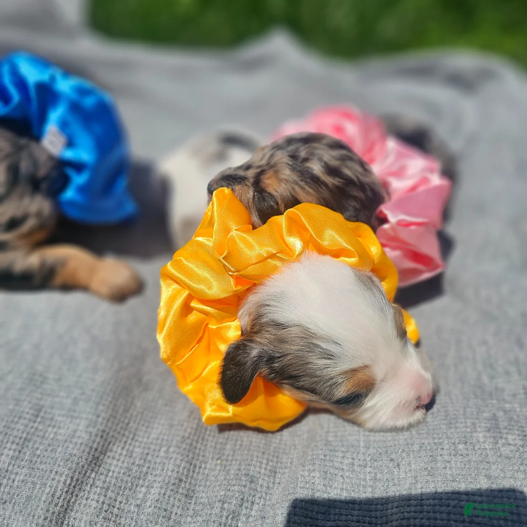 Cavapoo dogs for sale: Skye - Ad 2