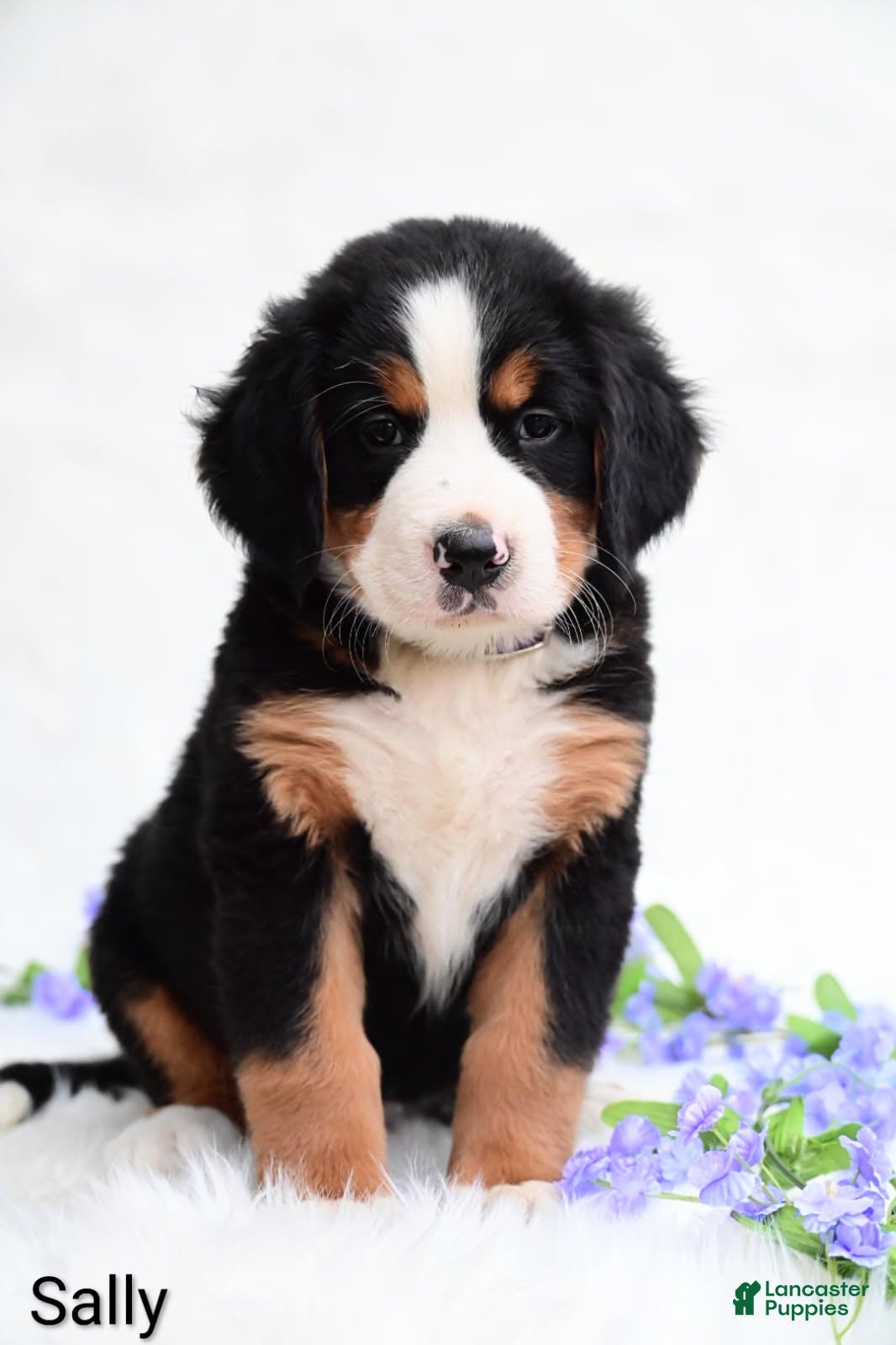 Bernese Mountain Dog dogs Sally  - Ad 1