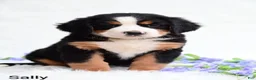 Bernese Mountain Dog dogs for sale: Sally  - Ad 1