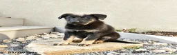 Mixed Breed dogs for sale: Scout - Ad 1