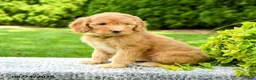 Mini Goldendoodle dogs for sale: Hanna - Ad 3