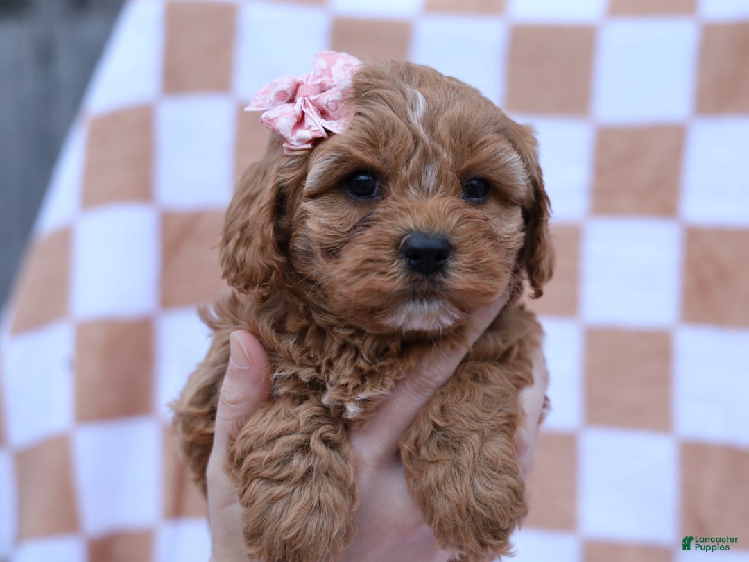 Cavapoo dogs for sale: Pansy Cavapoo Puppy - Ad 4