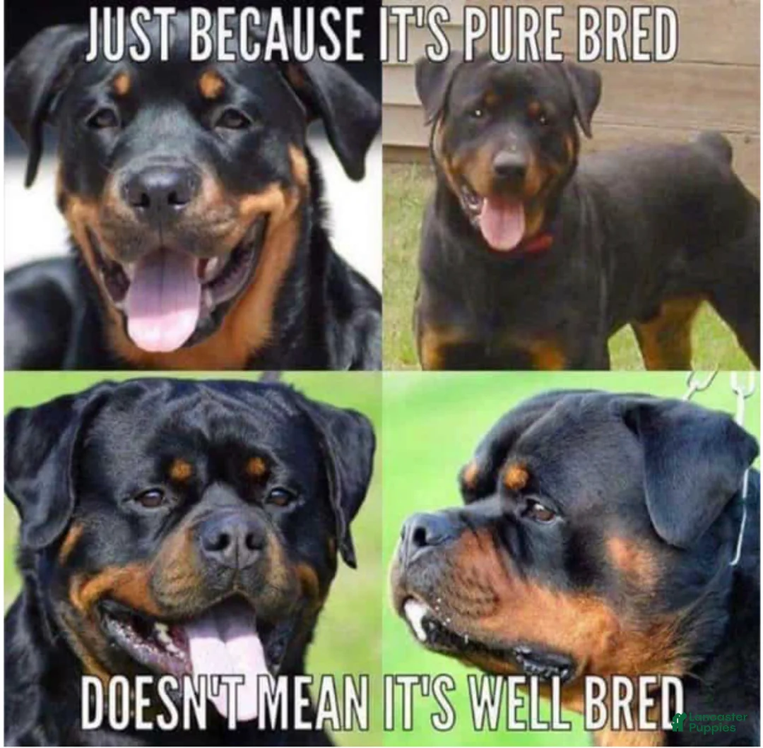 Rottweiler dogs for sale: Rottweiler Puppy 2 - Ad 25