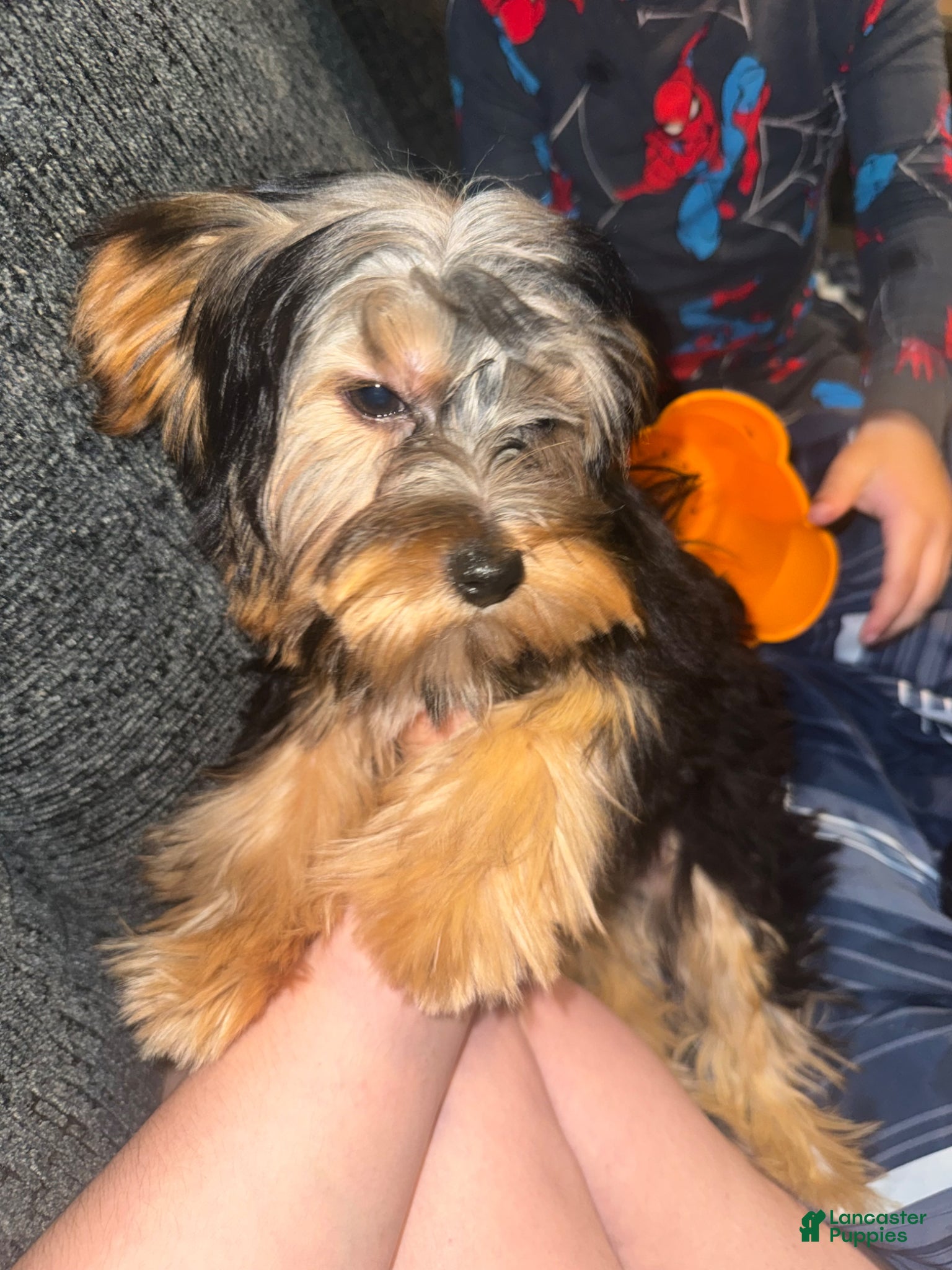 Morkie dogs for sale: Morkie Puppy 1 - Ad 2