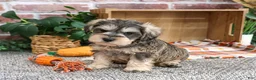 Miniature Schnauzer dogs for sale: Reagan - Ad 3