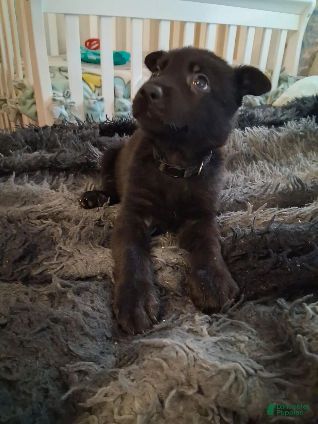 German Shepherd dogs for sale: Xena 🖤  - Ad 2