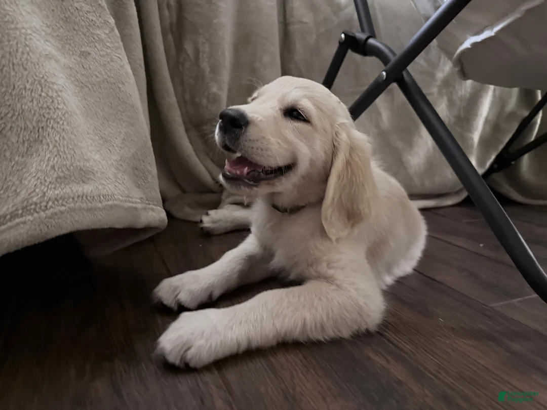Golden Retriever dogs for sale: Bonzai of Avalon - Ad 1