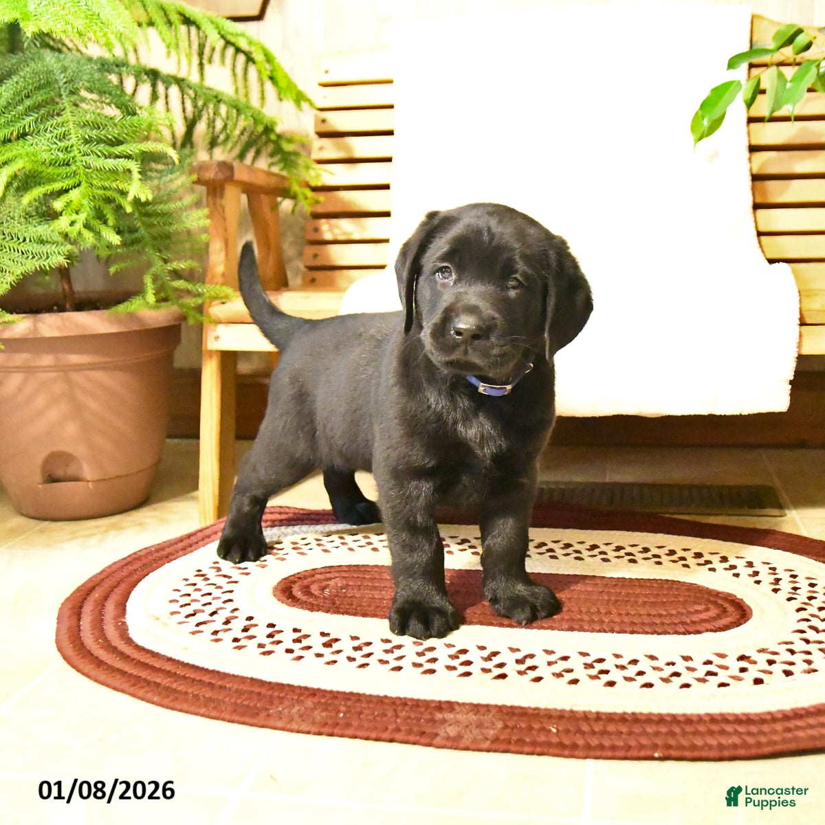 Labrador Retriever dogs Milo - Ad 11