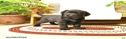 Labrador Retriever dogs for sale: Milo - Ad 4